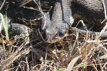 Eastern Hognose Snake (Heterodon platirhinos)caught in Williamson County, T