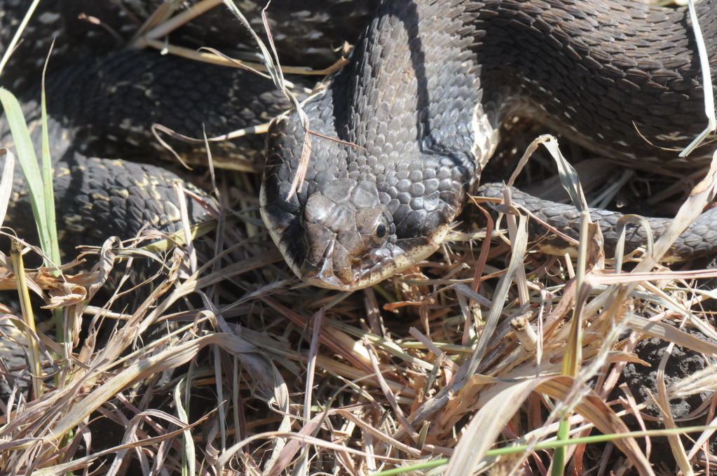 Eastern Hognose Snake (Heterodon platirhinos)caught in Williamson County, T