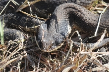 Eastern Hognose Snake (Heterodon platirhinos)caught in Williamson County, T