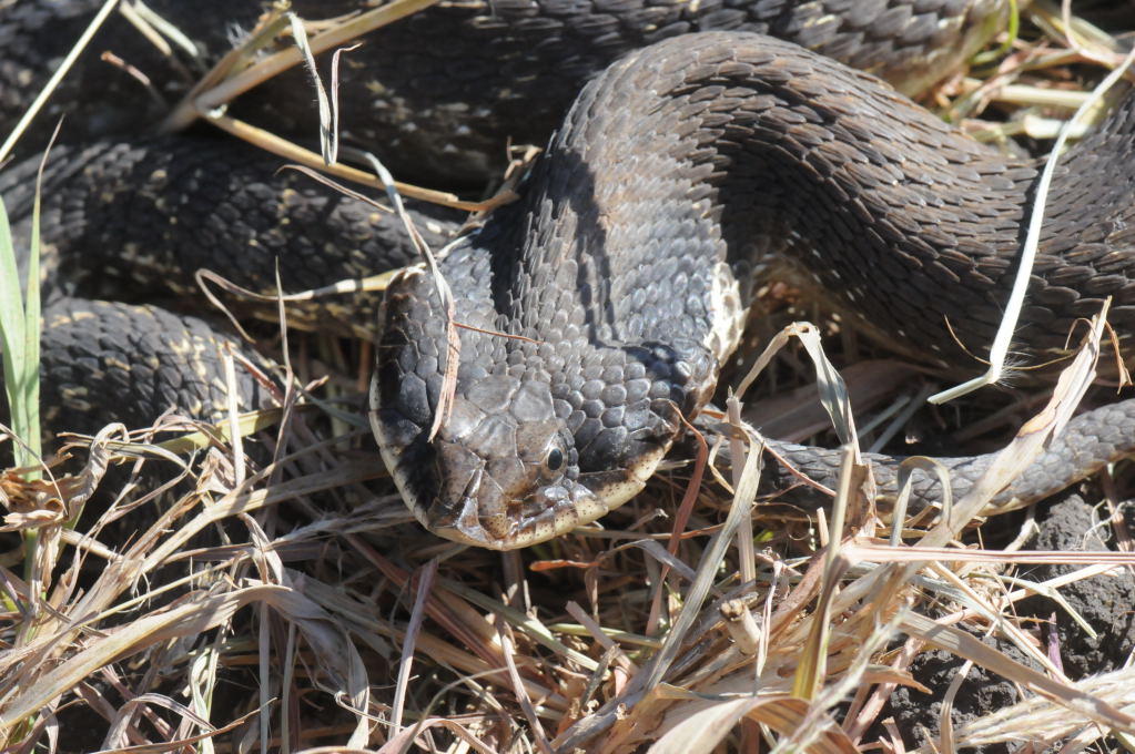 Eastern Hognose Snake (Heterodon platirhinos)caught in Williamson County, T