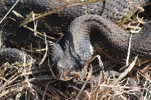 Eastern Hognose Snake (Heterodon platirhinos)caught in Williamson County, T