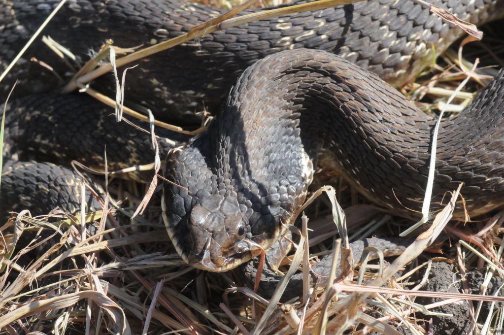 Eastern Hognose Snake (Heterodon platirhinos)caught in Williamson County, T