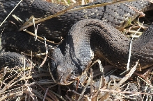 Eastern Hognose Snake (Heterodon platirhinos)caught in Williamson County, T