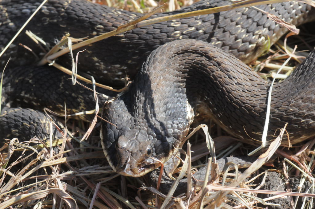 Eastern Hognose Snake (Heterodon platirhinos)caught in Williamson County, T
