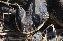 Eastern Hognose Snake (Heterodon platirhinos)caught in Williamson County, T