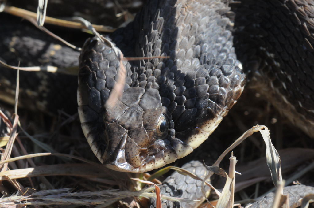 Eastern Hognose Snake (Heterodon platirhinos)caught in Williamson County, T