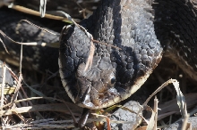 Eastern Hognose Snake (Heterodon platirhinos)caught in Williamson County, T