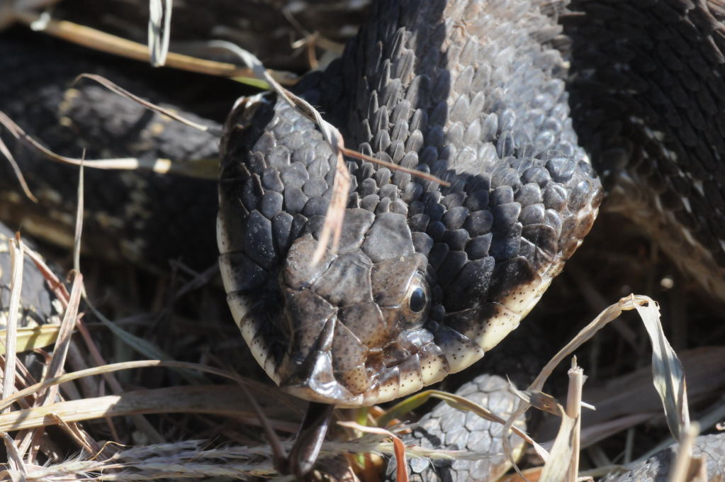 Eastern Hognose Snake (Heterodon platirhinos)caught in Williamson County, T