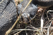 Eastern Hognose Snake (Heterodon platirhinos)caught in Williamson County, T