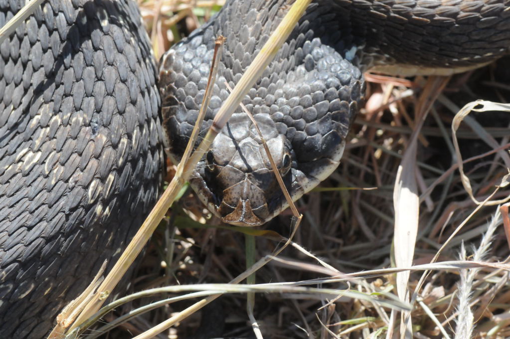 Eastern Hognose Snake (Heterodon platirhinos)caught in Williamson County, T