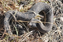 Eastern Hognose Snake (Heterodon platirhinos)caught in Williamson County, T