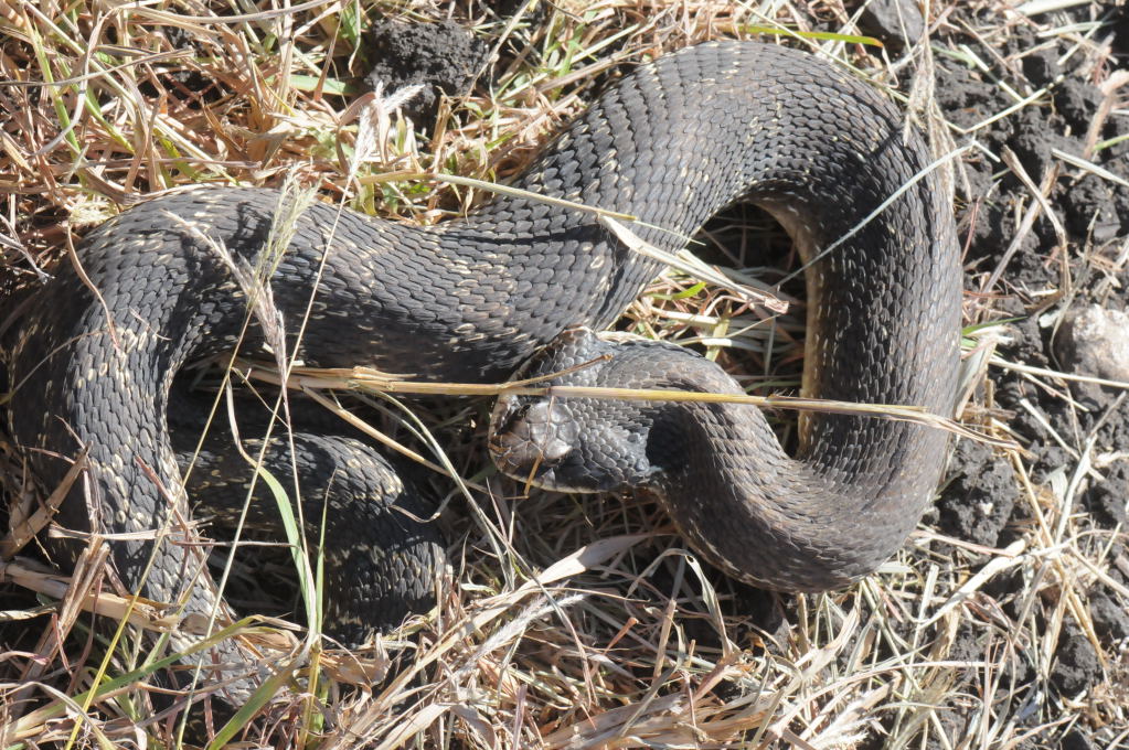 Eastern Hognose Snake (Heterodon platirhinos)caught in Williamson County, T