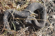 Eastern Hognose Snake (Heterodon platirhinos)caught in Williamson County, T