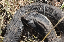 Eastern Hognose Snake (Heterodon platirhinos)caught in Williamson County, T