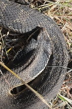 Eastern Hognose Snake (Heterodon platirhinos)caught in Williamson County, T