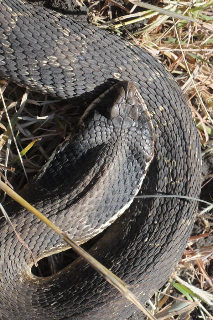 Eastern Hognose Snake (Heterodon platirhinos)caught in Williamson County, T