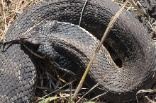 Eastern Hognose Snake (Heterodon platirhinos)caught in Williamson County, T