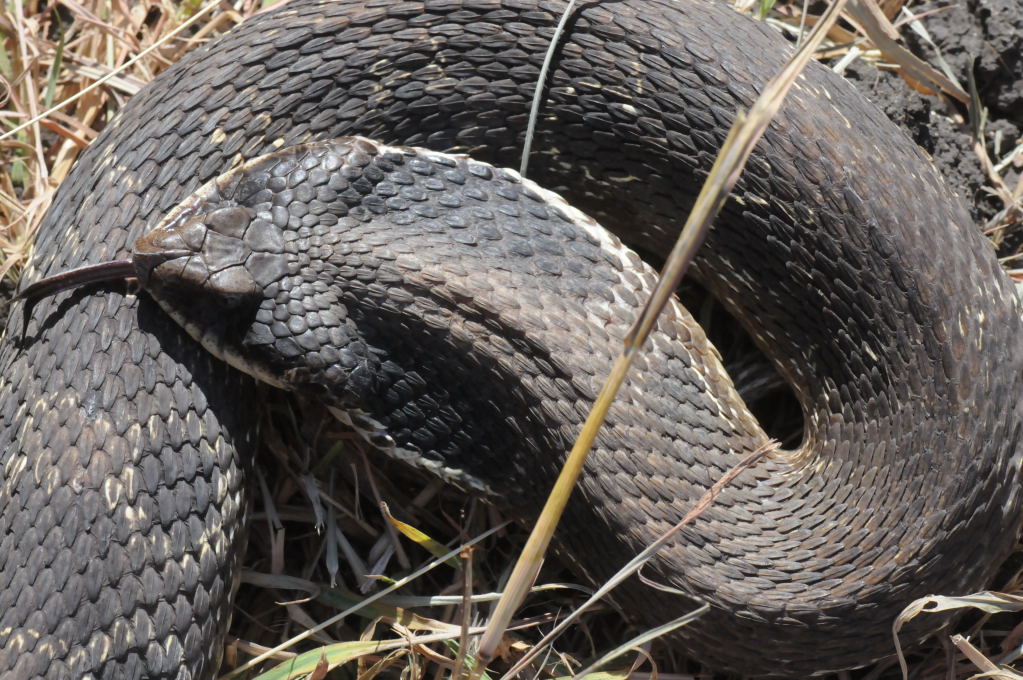 Eastern Hognose Snake (Heterodon platirhinos)caught in Williamson County, T