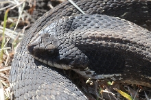 Eastern Hognose Snake (Heterodon platirhinos)caught in Williamson County, T