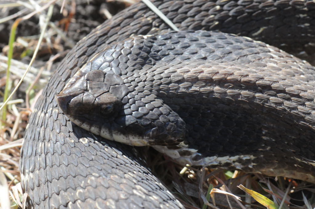 Eastern Hognose Snake (Heterodon platirhinos)caught in Williamson County, T