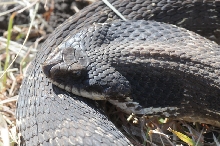 Eastern Hognose Snake (Heterodon platirhinos)caught in Williamson County, T