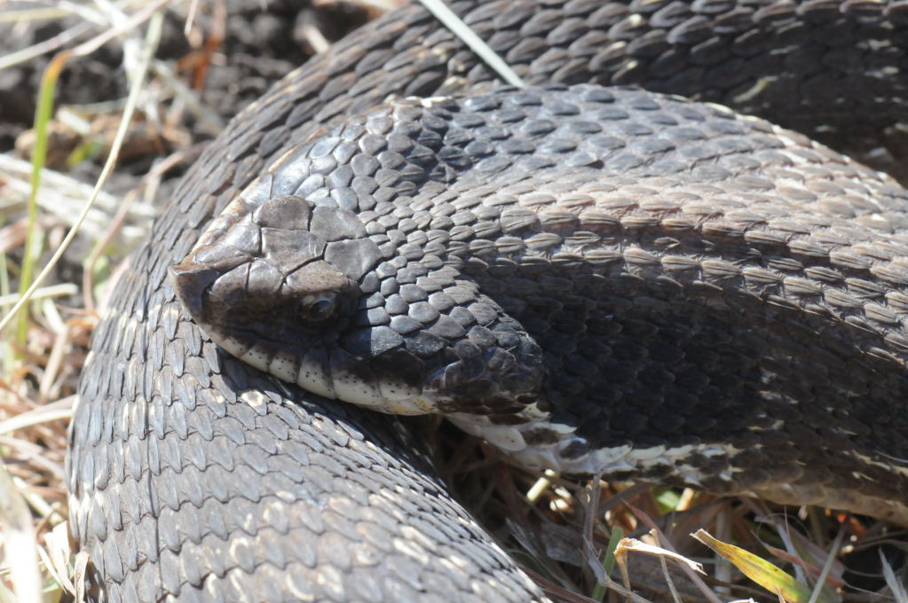 Eastern Hognose Snake (Heterodon platirhinos)caught in Williamson County, T