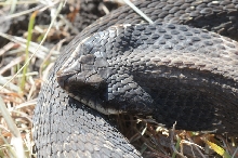 Eastern Hognose Snake (Heterodon platirhinos)caught in Williamson County, T
