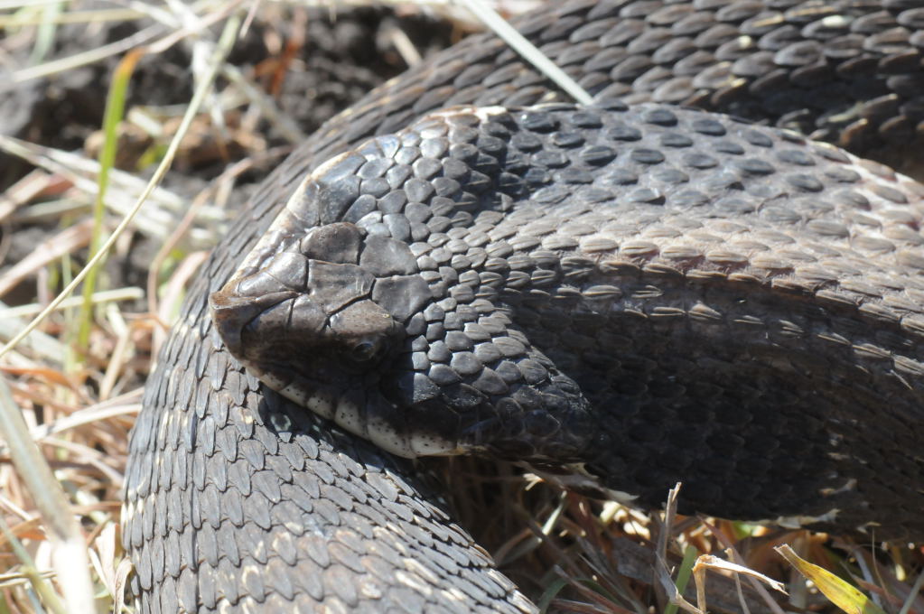 Eastern Hognose Snake (Heterodon platirhinos)caught in Williamson County, T