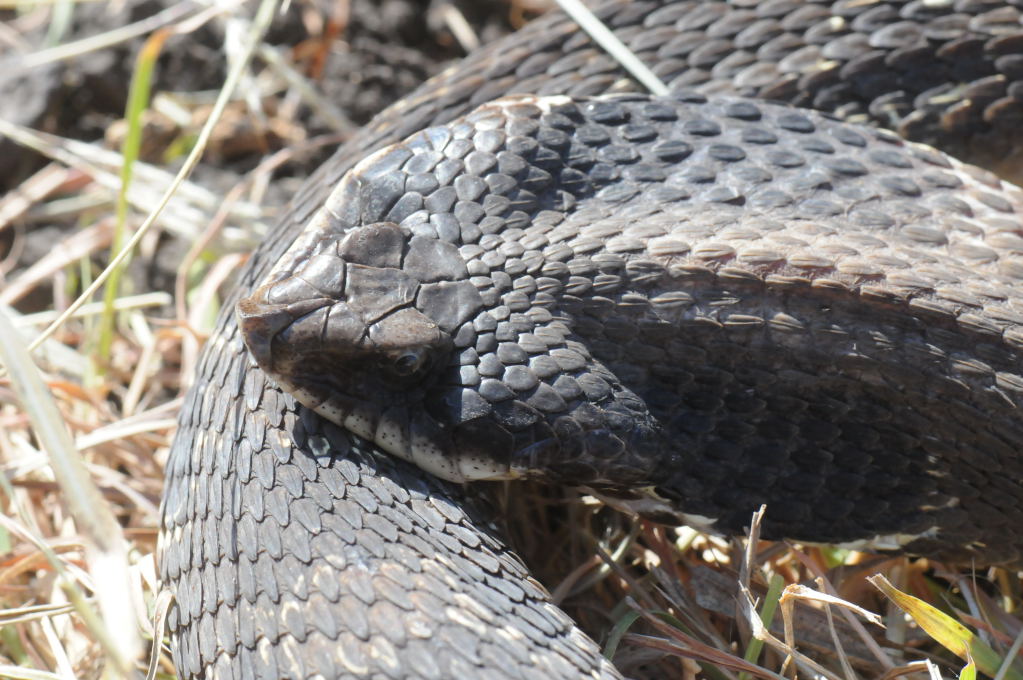 Eastern Hognose Snake (Heterodon platirhinos)caught in Williamson County, T