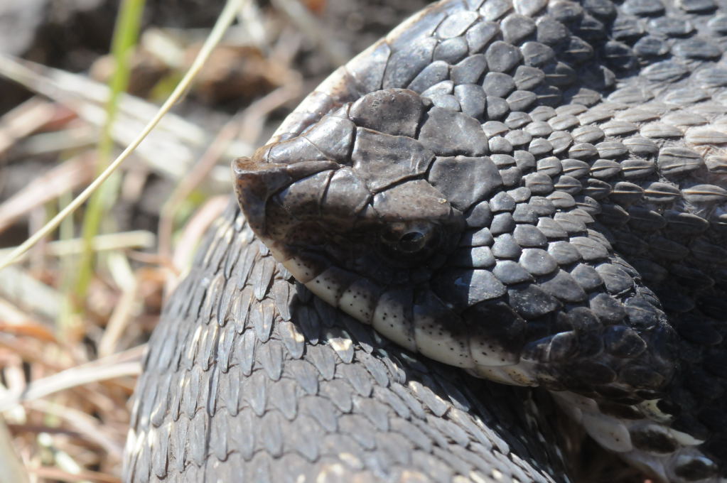 Eastern Hognose Snake (Heterodon platirhinos)caught in Williamson County, T
