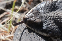 Eastern Hognose Snake (Heterodon platirhinos)caught in Williamson County, T