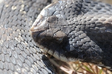 Eastern Hognose Snake (Heterodon platirhinos)caught in Williamson County, T