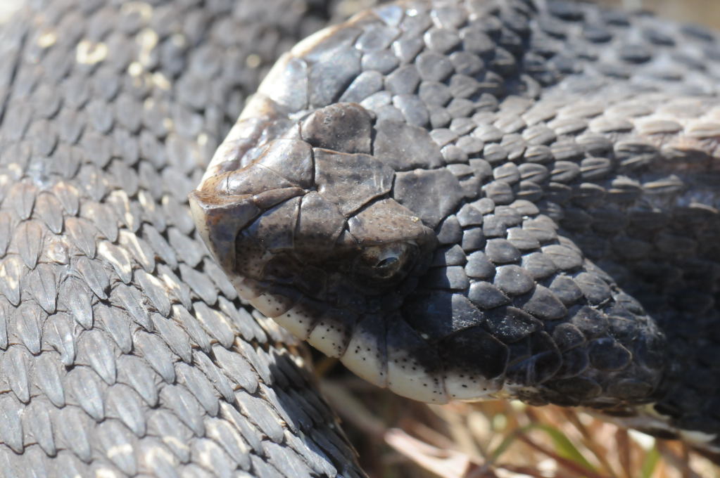 Eastern Hognose Snake (Heterodon platirhinos)caught in Williamson County, T