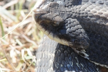Eastern Hognose Snake (Heterodon platirhinos)caught in Williamson County, T