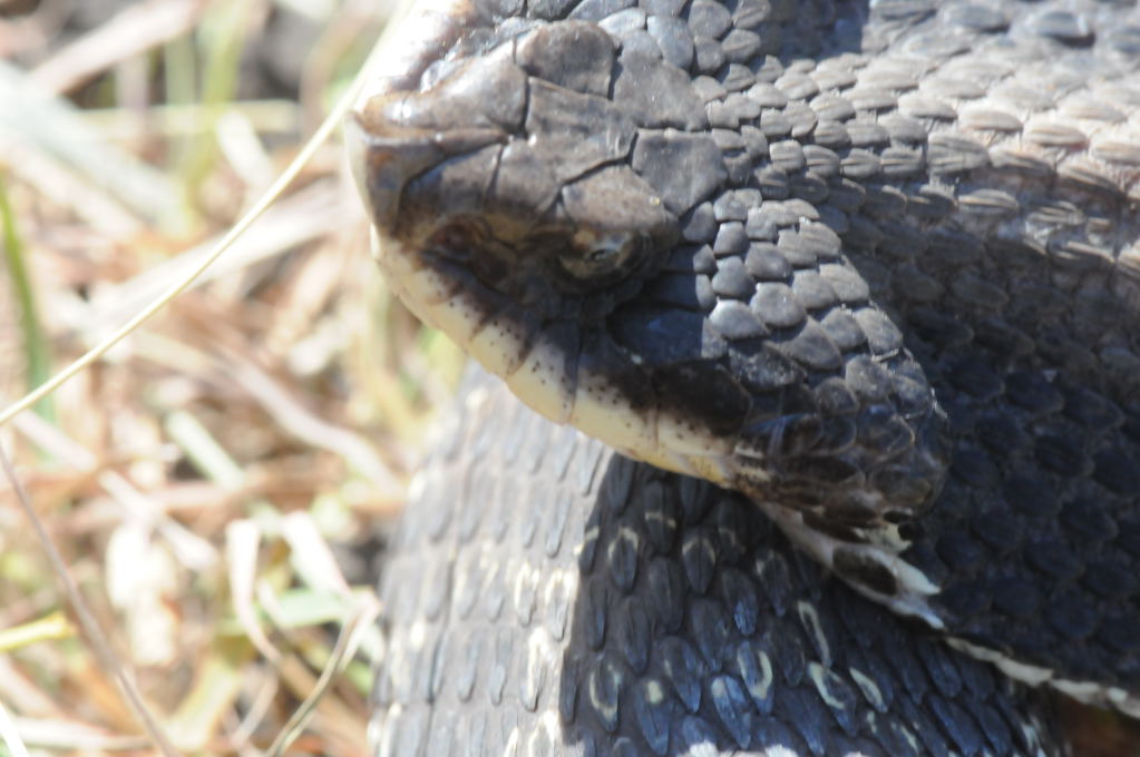 Eastern Hognose Snake (Heterodon platirhinos)caught in Williamson County, T