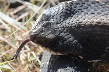 Eastern Hognose Snake (Heterodon platirhinos)caught in Williamson County, T