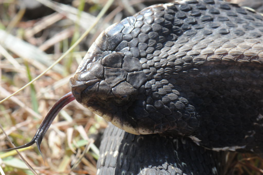 Eastern Hognose Snake (Heterodon platirhinos)caught in Williamson County, T
