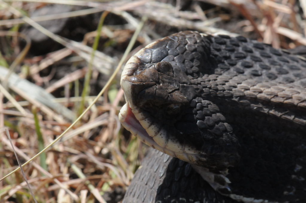 Eastern Hognose Snake (Heterodon platirhinos)caught in Williamson County, T