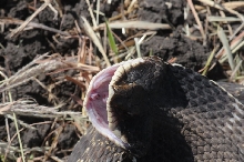 Eastern Hognose Snake (Heterodon platirhinos)caught in Williamson County, T