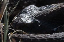 Eastern Hognose Snake (Heterodon platirhinos)caught in Williamson County, T
