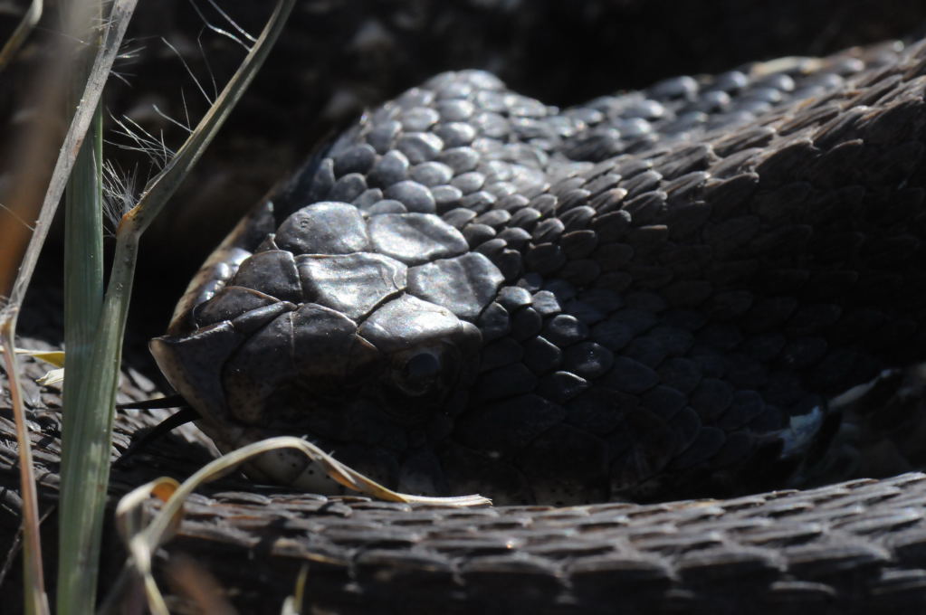 Eastern Hognose Snake (Heterodon platirhinos)caught in Williamson County, T