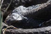 Eastern Hognose Snake (Heterodon platirhinos)caught in Williamson County, T