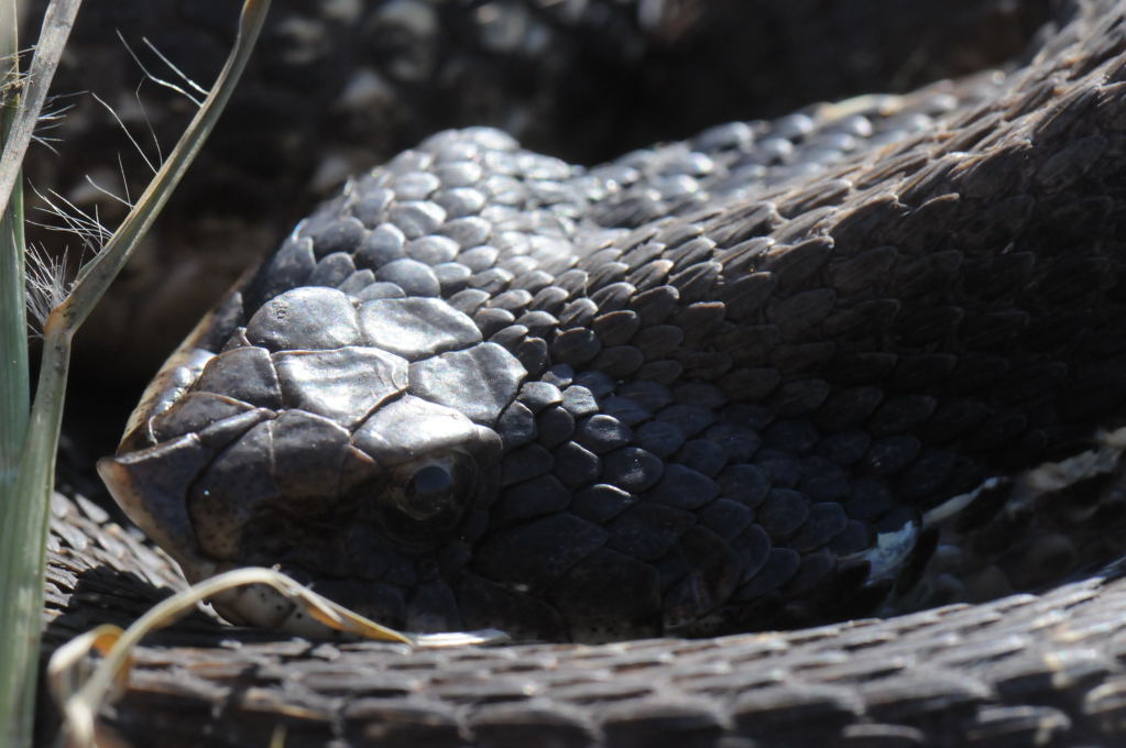 Eastern Hognose Snake (Heterodon platirhinos)caught in Williamson County, T
