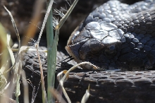 Eastern Hognose Snake (Heterodon platirhinos)caught in Williamson County, T