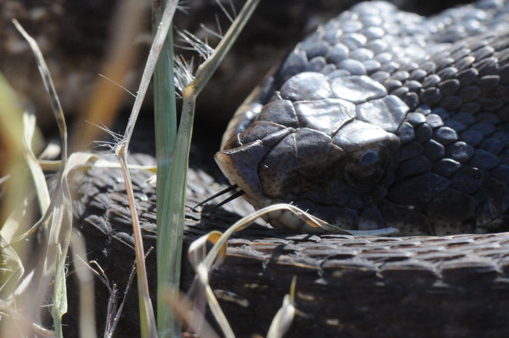 Eastern Hognose Snake (Heterodon platirhinos)caught in Williamson County, T