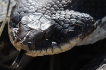 Eastern Hognose Snake (Heterodon platirhinos)caught in Williamson County, T