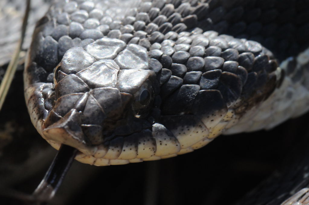 Eastern Hognose Snake (Heterodon platirhinos)caught in Williamson County, T