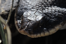 Eastern Hognose Snake (Heterodon platirhinos)caught in Williamson County, T