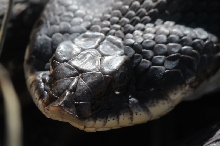 Eastern Hognose Snake (Heterodon platirhinos)caught in Williamson County, T