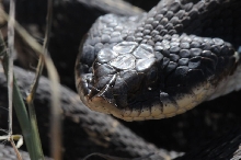 Eastern Hognose Snake (Heterodon platirhinos)caught in Williamson County, T